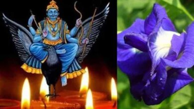 शनि की साढ़ेसाती और ढैय्या से छुटकारा दिलाएंगे खास फूल, शनिवार को पूजा करने से शनि देव होते हैं प्रसन्न