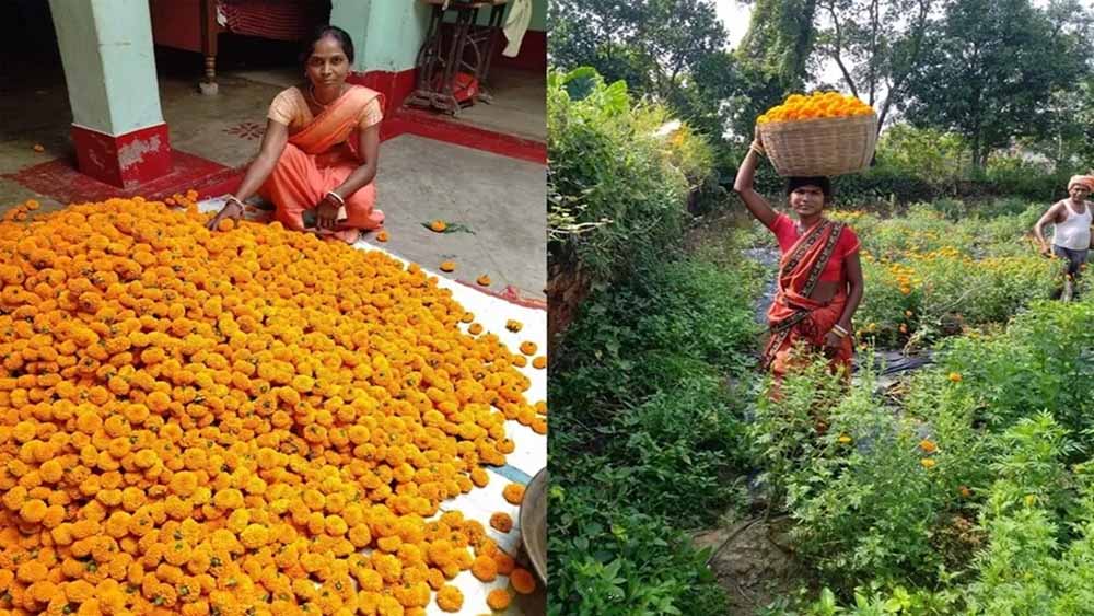 झारखंड में आम बगान के बीच में गेंदा फूल की खेती, जामताड़ा के किसानों की जिंदगी में ला रही बहार‎