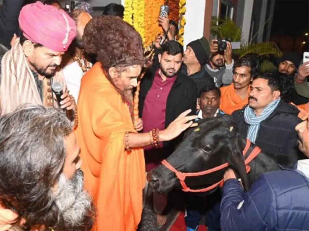 बृजभूषण शरण सिंह का खास तोहफा: ऋतेश्वर महाराज को जन्मदिन पर दी दुर्लभ गाय, कीमत चौंकाने वाली
