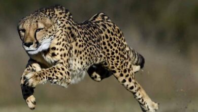 कूनो से ग्वालियर तक हाईवे पर चीतों की चहलकदमी बढ़ी, सुरक्षा इंतजामों को किया जाएगा मजबूत