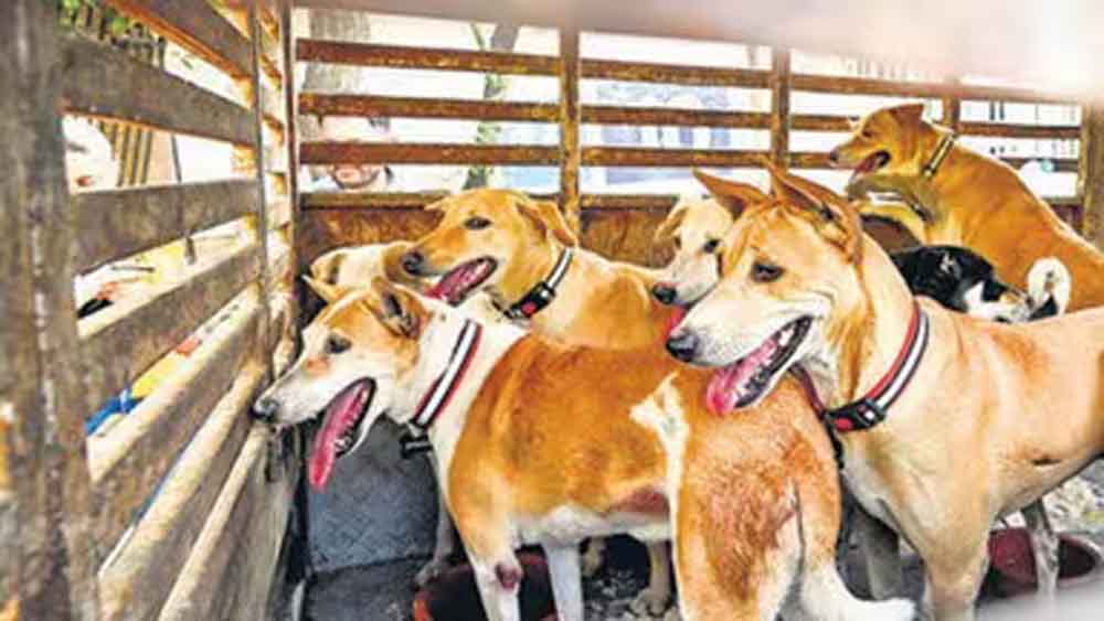 चुनावी वादा निभाने के नाम पर हैवानियत! एक हफ्ते में 500 कुत्तों की हत्या, गांवों में दहशत