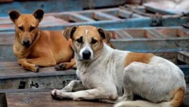कुत्तों को नसबंदी के बाद बिरयानी खिला रहा निगम, कांग्रेस बोली- ‘करप्शन कर रहे हैं, किसकी बिरयानी?’ कुत्तों को नसबंदी के बाद बिरयानी खिला रहा निगम, कांग्रेस बोली- ‘करप्शन कर रहे हैं, किसकी बिरयानी?’