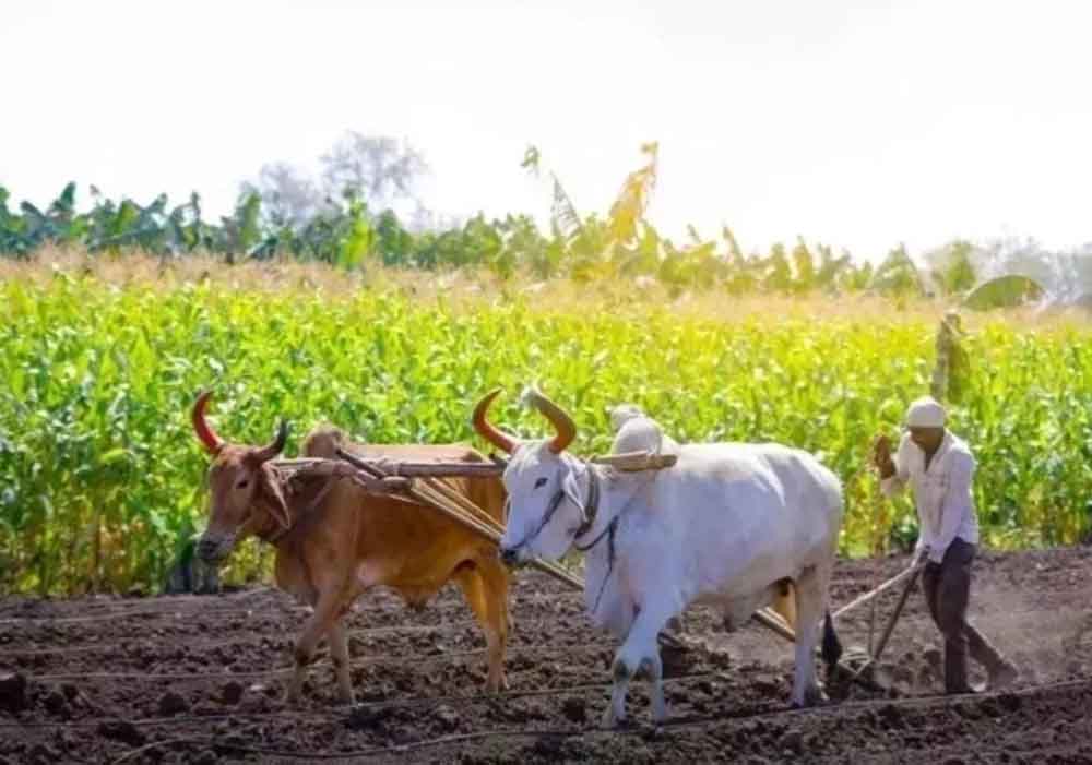 ‘श्रीअन्न’ किसानों ने सरकारी खरीद को दी प्राथमिकता ‘श्रीअन्न’ किसानों ने सरकारी खरीद को दी प्राथमिकता