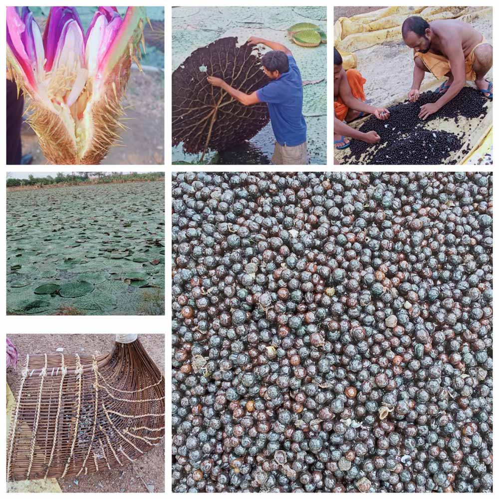 छत्तीसगढ़ में मखाना उत्पादन को प्रोत्साहन छत्तीसगढ़ में मखाना उत्पादन को प्रोत्साहन