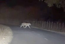 अमरकंटक में सड़क पर दिखा बाघ, गुजरते शिक्षक ने मोबाइल में कैद किया रोमांचक नज़ारा