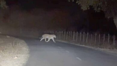 अमरकंटक में सड़क पर दिखा बाघ, गुजरते शिक्षक ने मोबाइल में कैद किया रोमांचक नज़ारा