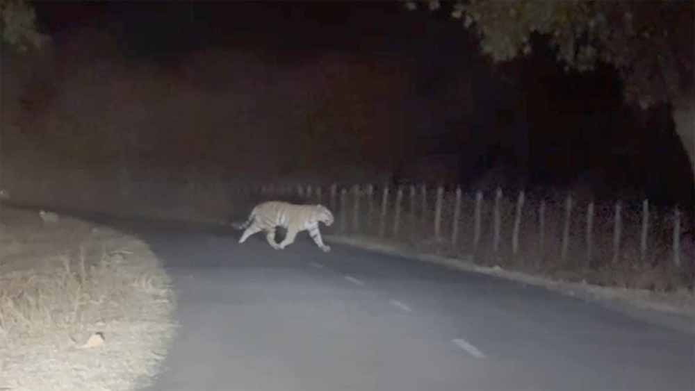 अमरकंटक में सड़क पर दिखा बाघ, गुजरते शिक्षक ने मोबाइल में कैद किया रोमांचक नज़ारा अमरकंटक में सड़क पर दिखा बाघ, गुजरते शिक्षक ने मोबाइल में कैद किया रोमांचक नज़ारा