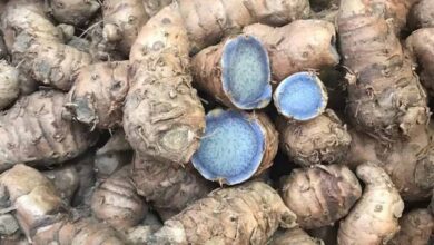 पीली हल्दी तो सभी खाते हैं, लेकिन क्या आपने कभी सुनी है ‘नीली हल्दी’? जानिए इसके चमत्कारी औषधीय फायदे पीली हल्दी तो सभी खाते हैं, लेकिन क्या आपने कभी सुनी है ‘नीली हल्दी’? जानिए इसके चमत्कारी औषधीय फायदे