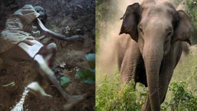 लकड़ी लेने गए बुजुर्ग पर हाथी का हमला, मौके पर मौत, 100 से ज्यादा हाथियों से गांव में दहशत