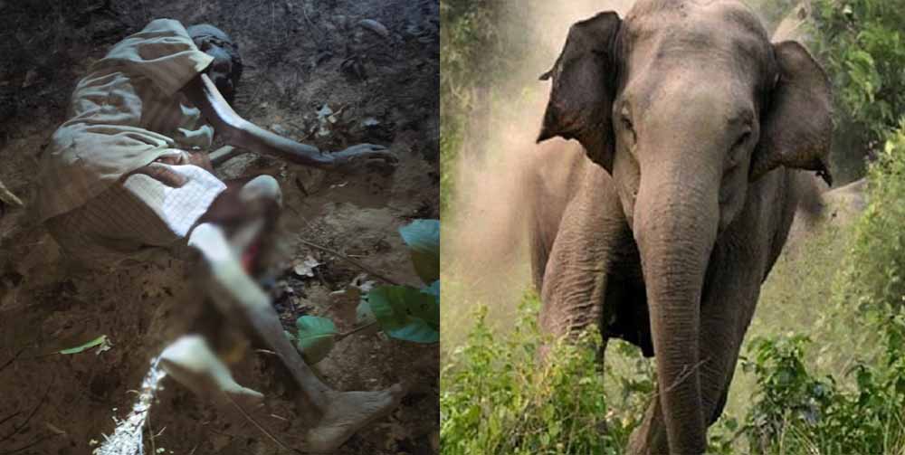 लकड़ी लेने गए बुजुर्ग पर हाथी का हमला, मौके पर मौत, 100 से ज्यादा हाथियों से गांव में दहशत लकड़ी लेने गए बुजुर्ग पर हाथी का हमला, मौके पर मौत, 100 से ज्यादा हाथियों से गांव में दहशत