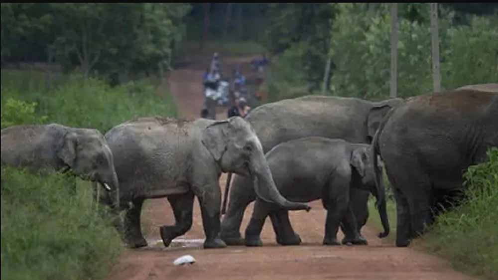 झारखंड की राजधानी में हाथियों का तांडव, 4 लोगों की कुचलकर मौत, सड़क पर मची अफरा-तफरी झारखंड की राजधानी में हाथियों का तांडव, 4 लोगों की कुचलकर मौत, सड़क पर मची अफरा-तफरी