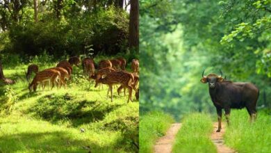 बारनवापारा अभयारण्य: हर मोड़ पर वन्य जीवन और प्रकृति की नई कहानी
