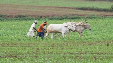 एमपी के हर किसान पर ₹74,420 का कर्ज, आंध्र के किसान ₹2.45 लाख के कर्जदार एमपी के हर किसान पर ₹74,420 का कर्ज, आंध्र के किसान ₹2.45 लाख के कर्जदार