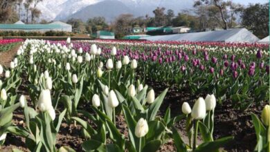 देखा एक ख्वाब’ की फीलिंग चाहिए? पालमपुर में खुला देश का दूसरा ट्यूलिप गार्डन