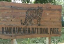 बांधवगढ़ टाइगर रिजर्व में लापरवाही भारी पड़ी: नियम तोड़ने पर 17 चालक और गाइडों को नोटिस