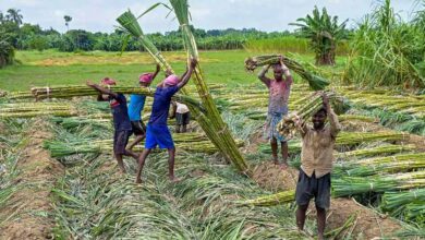 Chhattisgarh के गन्ना किसानों के खाते में करोड़ों की राशि, होली से पहले बड़ी राहत Chhattisgarh के गन्ना किसानों के खाते में करोड़ों की राशि, होली से पहले बड़ी राहत