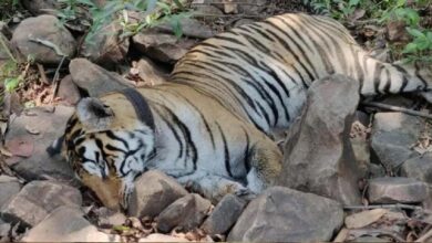 मां से बिछड़े ‘कान्हा’ बाघ की मौत, 27 दिन पहले छोड़ा गया जंगल में, दुर्गावती रिजर्व के कोर एरिया में मिला शव