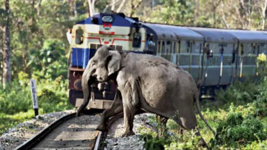 यात्रियों से पहले वन्यजीवों की सुरक्षा: हाथियों की जान बचाने को देर रात रोकी गईं 6 ट्रेनें