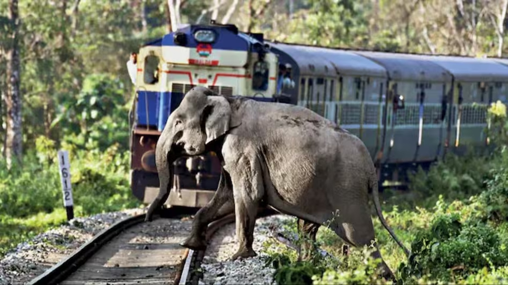 यात्रियों से पहले वन्यजीवों की सुरक्षा: हाथियों की जान बचाने को देर रात रोकी गईं 6 ट्रेनें यात्रियों से पहले वन्यजीवों की सुरक्षा: हाथियों की जान बचाने को देर रात रोकी गईं 6 ट्रेनें