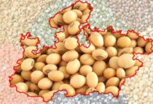 मध्यप्रदेश कृषि उत्पादन में देश के शीर्ष राज्यों में, खाद्यान्न, दलहन और तिलहन में अग्रणी