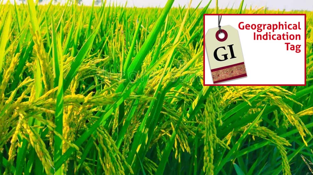 मध्य प्रदेश में अब तक बालाघाट का ‘चिन्नौर’ धान और रीवा का ‘सुंदरजा’ आम ही जीआइ टैग प्राप्त कर पाए मध्य प्रदेश में अब तक बालाघाट का ‘चिन्नौर’ धान और रीवा का ‘सुंदरजा’ आम ही जीआइ टैग प्राप्त कर पाए