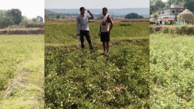 रायपुर : राष्ट्रीय बागवानी मिशन से किसानों को संबल : उन्नत तकनीक से टमाटर खेती में बढ़ा उत्पादन और मुनाफा