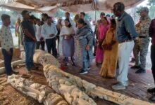 बीजापुरी नंबर-1 में काष्ठ शिल्पियों के कार्यों का शहडोल संभाग की कमिश्नर ने लिया जायजा