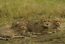 बोत्सवाना से भारत आए 9 चीते, कूनो नेशनल पार्क में हुए क्वारंटीन, केंद्रीय मंत्री ने प्रतीकात्मक रूप से रिलीज किया