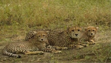 बोत्सवाना से भारत आए 9 चीते, कूनो नेशनल पार्क में हुए क्वारंटीन, केंद्रीय मंत्री ने प्रतीकात्मक रूप से रिलीज किया बोत्सवाना से भारत आए 9 चीते, कूनो नेशनल पार्क में हुए क्वारंटीन, केंद्रीय मंत्री ने प्रतीकात्मक रूप से रिलीज किया