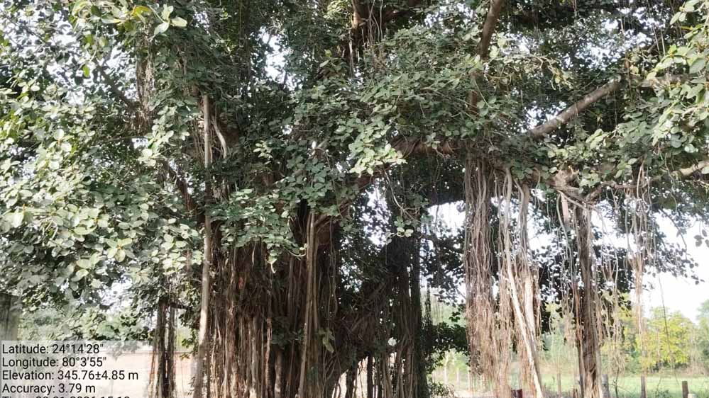 पन्ना में 100 साल से पुराने वृक्षों की खोज, बरगद, पीपल और नीम सहित कई पेड़ों का दस्तावेजीकरण