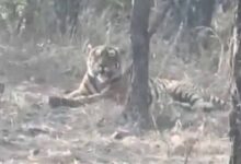 चीतों के घर में बाघ की एंट्री, कूनो नेशनल पार्क में पहली बार देखा गया, कैमरे में कैद हुई तस्वीर