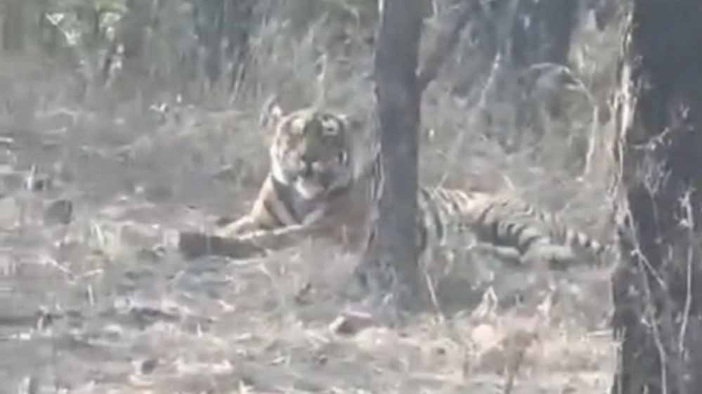 चीतों के घर में बाघ की एंट्री, कूनो नेशनल पार्क में पहली बार देखा गया, कैमरे में कैद हुई तस्वीर