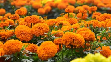 सिंहस्थ के लिए 4200 हेक्टेयर में होगी फूलों की खेती, विशेष क्लस्टर बनाए जाने की योजना, केंद्र से मंजूरी मांगी सिंहस्थ के लिए 4200 हेक्टेयर में होगी फूलों की खेती, विशेष क्लस्टर बनाए जाने की योजना, केंद्र से मंजूरी मांगी