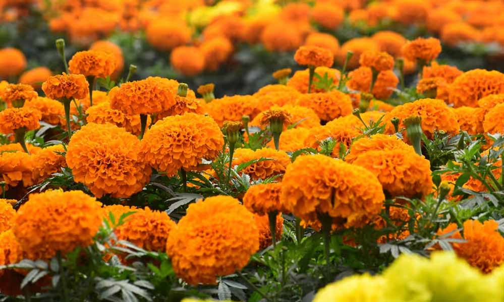 सिंहस्थ के लिए 4200 हेक्टेयर में होगी फूलों की खेती, विशेष क्लस्टर बनाए जाने की योजना, केंद्र से मंजूरी मांगी