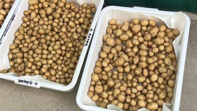 ग्वालियर के वैज्ञानिकों ने हवा में उगाया आलू, 1KG बीज से 400 किलो आलू, बीमारी मुक्त खेती की सफलता