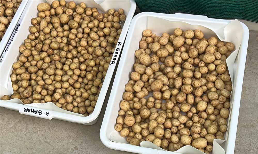 ग्वालियर के वैज्ञानिकों ने हवा में उगाया आलू, 1KG बीज से 400 किलो आलू, बीमारी मुक्त खेती की सफलता