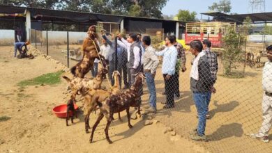 मध्य प्रदेश में बकरी पालन पर 50% सब्सिडी, सरकार का राष्ट्रीय पशुधन मिशन से किसानों को मिलेगा सुपरहिट बिजनेस मौका