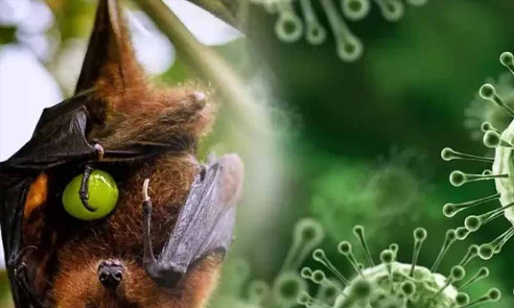 बांग्लादेश में निपाह वायरस का खतरा बढ़ा, कच्चा खजूर रस पीने से महिला की मौत, WHO ने जारी किया चेतावनी