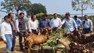 कृषि और पशुपालन किसानों के लिए बन रहा लाभकारी व्यवसाय