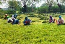 धान से ब्राम्ही तक: कम लागत में ज्यादा मुनाफे की राह पर किसान