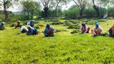 धान से ब्राम्ही तक: कम लागत में ज्यादा मुनाफे की राह पर किसान