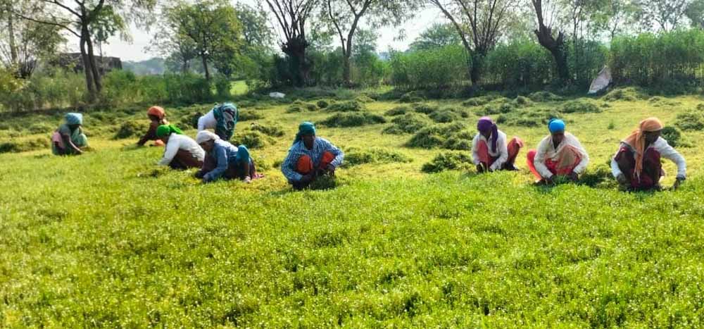 धान से ब्राम्ही तक: कम लागत में ज्यादा मुनाफे की राह पर किसान धान से ब्राम्ही तक: कम लागत में ज्यादा मुनाफे की राह पर किसान