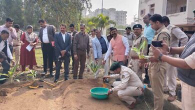 हाइड्रोपोनिक्स से टेरेस गार्डन को मिल रही नई दिशा