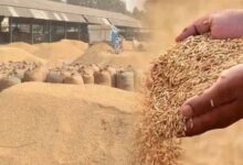 407 करोड़ का आज होगा भुगतान, 106830 किसान होंगे लाभान्वित