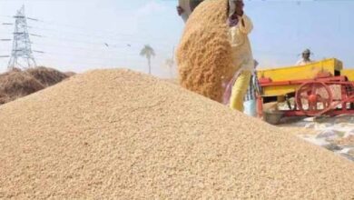 छत्तीसगढ़ के किसानों को बड़ी राहत, धान खरीदी की तारीख 2 दिन बढ़ी, अब 4 और 5 फरवरी को भी बिकेगा धान