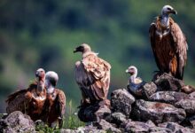 पहली बार ऑनलाइन ऐप से होगी गिद्ध गणना