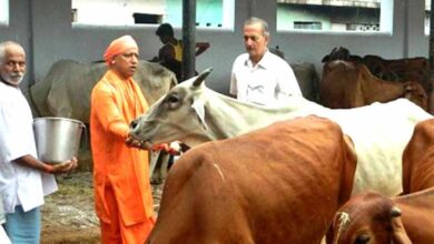 यूपी  में सबसे ज्यादा रिकॉर्ड 16 लाख निराश्रित गोवंश संरक्षित