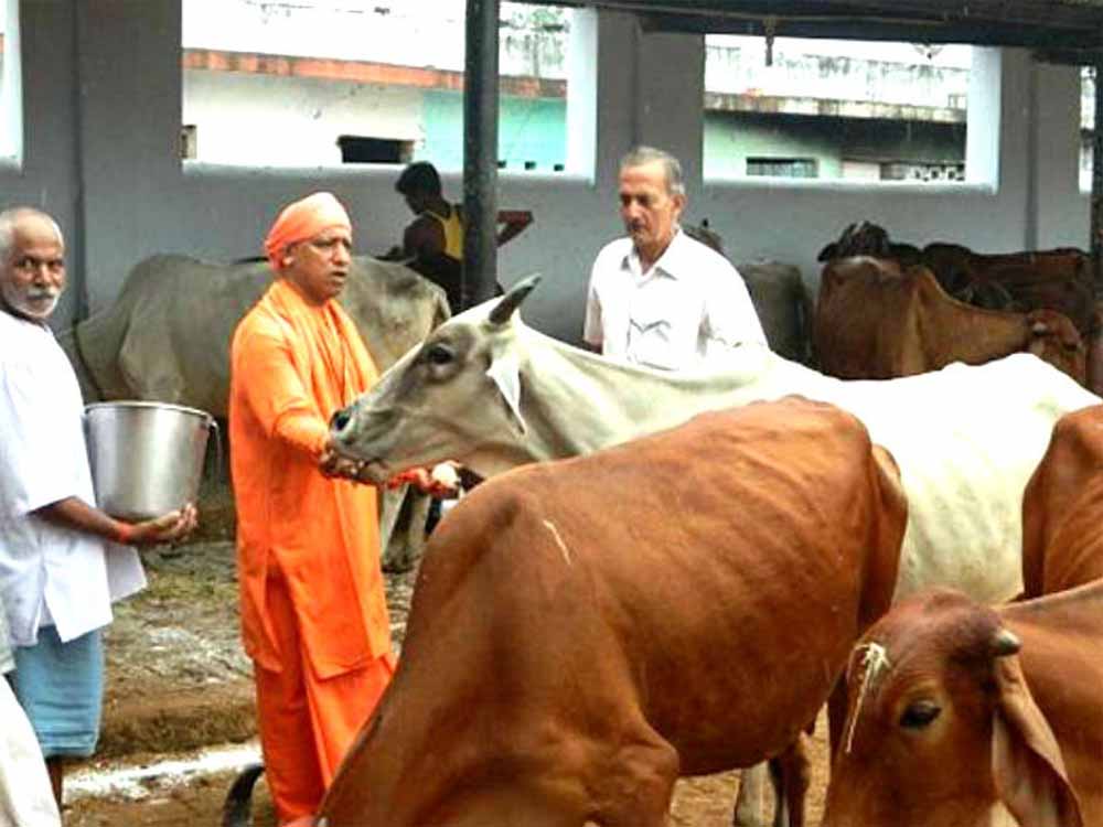 यूपी में सबसे ज्यादा रिकॉर्ड 16 लाख निराश्रित गोवंश संरक्षित यूपी में सबसे ज्यादा रिकॉर्ड 16 लाख निराश्रित गोवंश संरक्षित