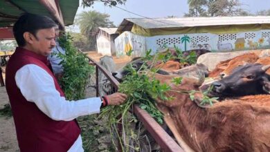 उप मुख्यमंत्री  शुक्ल ने लक्ष्मणबाग गौशाला का किया भ्रमण