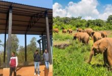 जमशेदपुर में बनेगा आधुनिक ‘एलीफेंट केयर सेंटर’, हाथियों को मिलेगा नया जीवन